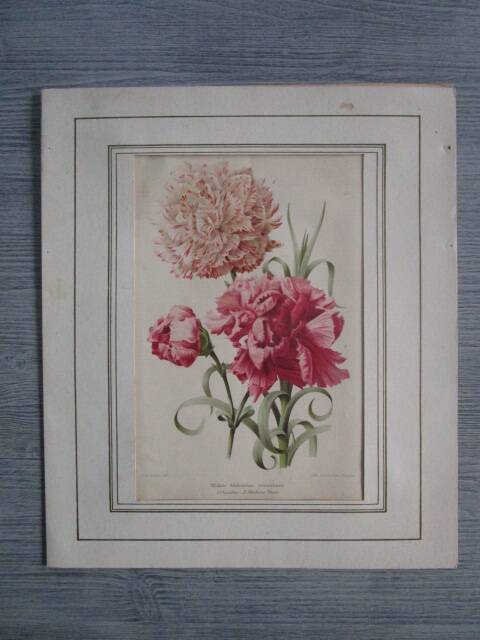 Old botanical engraving "carnations"