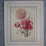 Old botanical engraving "carnations"