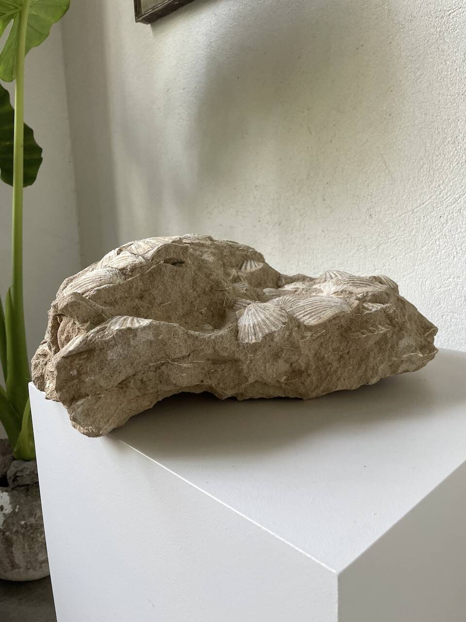 Fossil sedimentary rock and shell