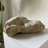 Fossil sedimentary rock and shell