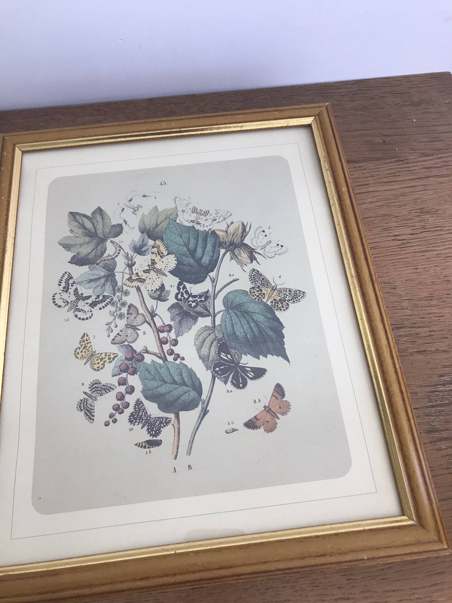 Botanical card butterfly vintage lithograph 3