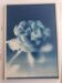 Cyanotype frame