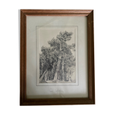 Dessin signé de pins sylvestres au crayon