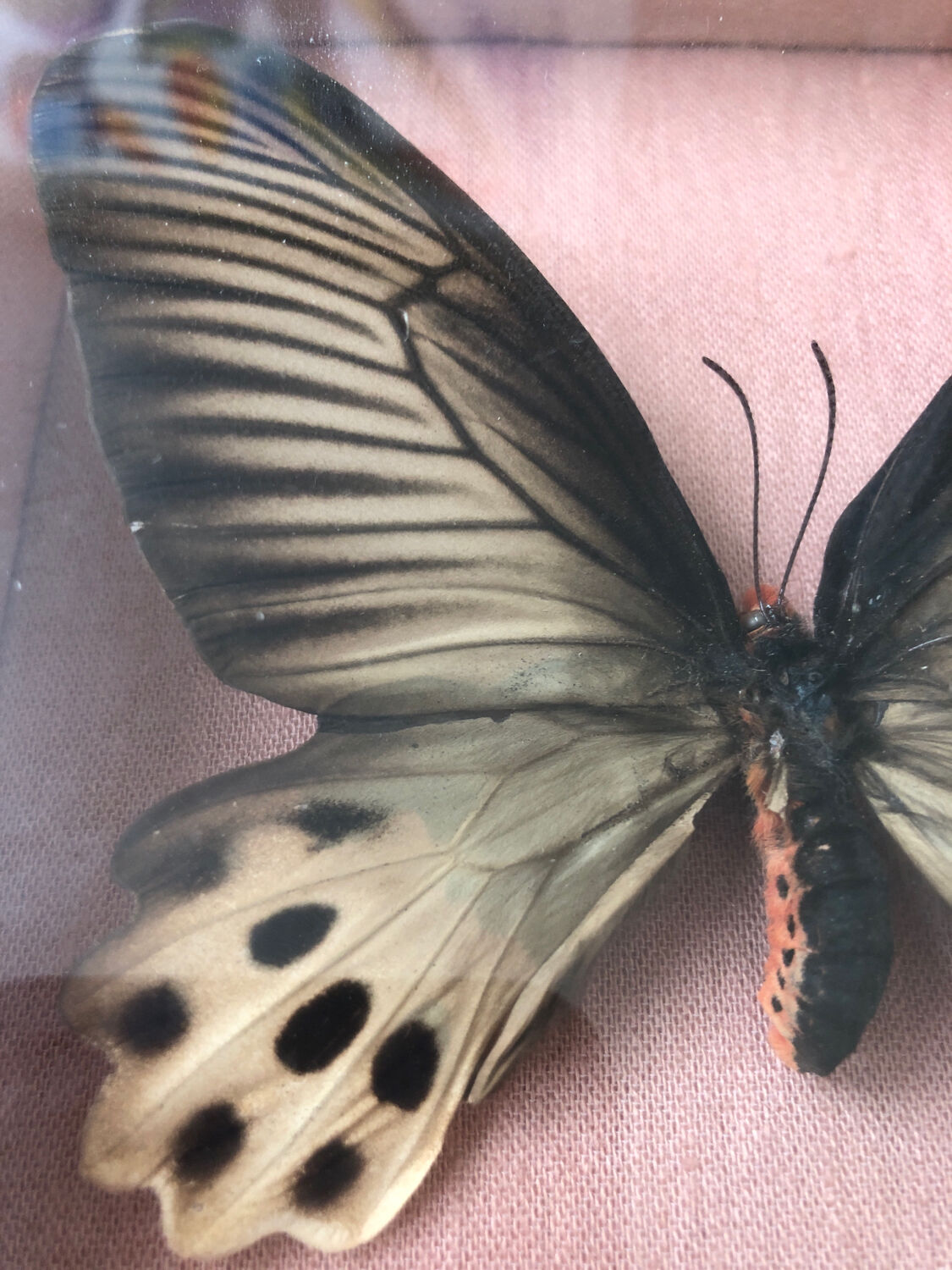 Lot of stuffed butterflies