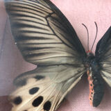 Lot of stuffed butterflies
