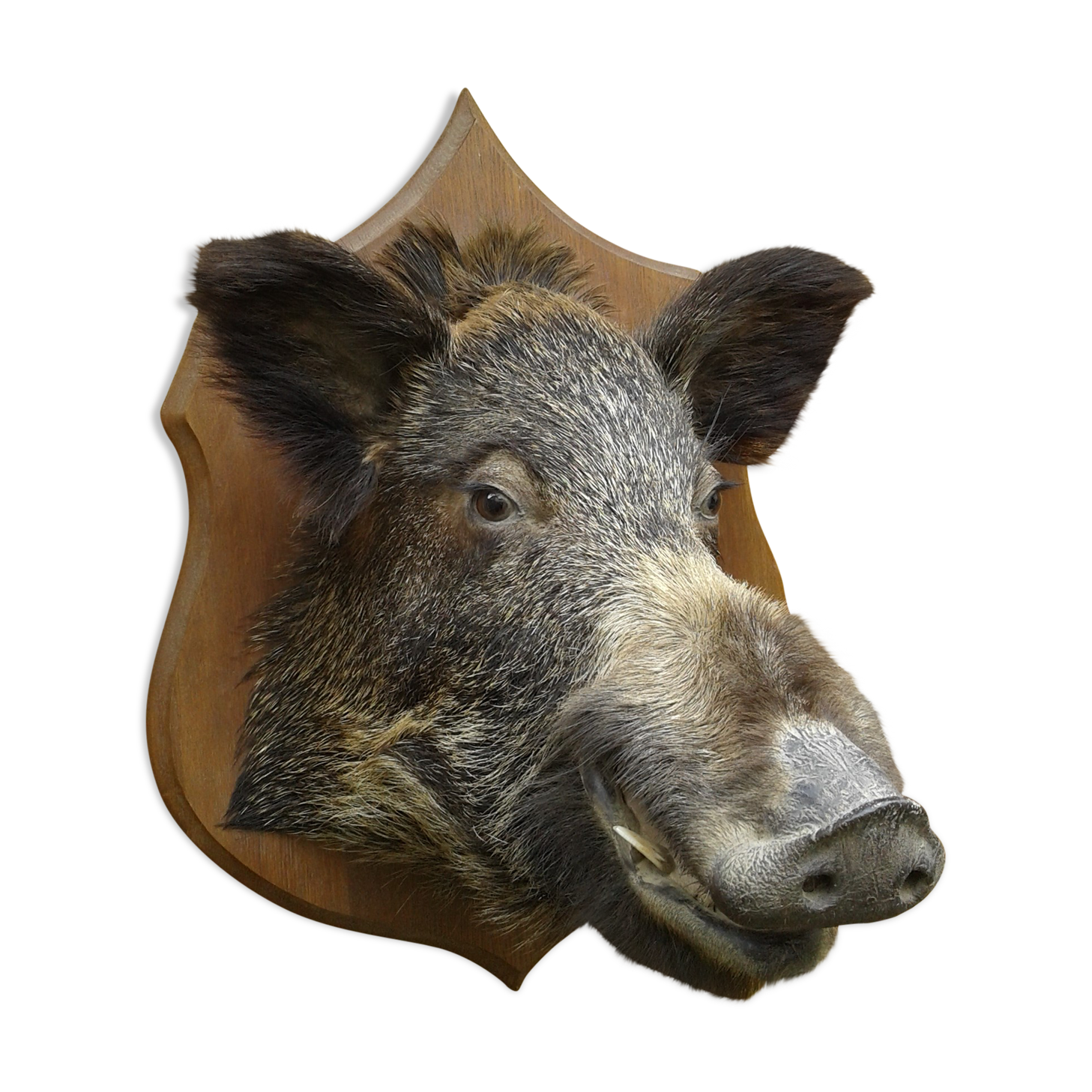 Taxidermie, tête de sanglier