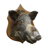 Taxidermie, tête de sanglier