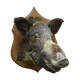 Taxidermie, tête de sanglier