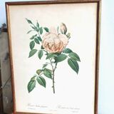 Redouté's pink botanical plate