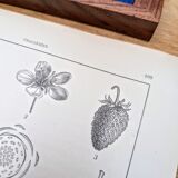 Planche botanique vintage imprimée en 1889, les Fragariées.