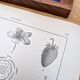 Vintage botanical plate printed in 1889, Fragariaceae.