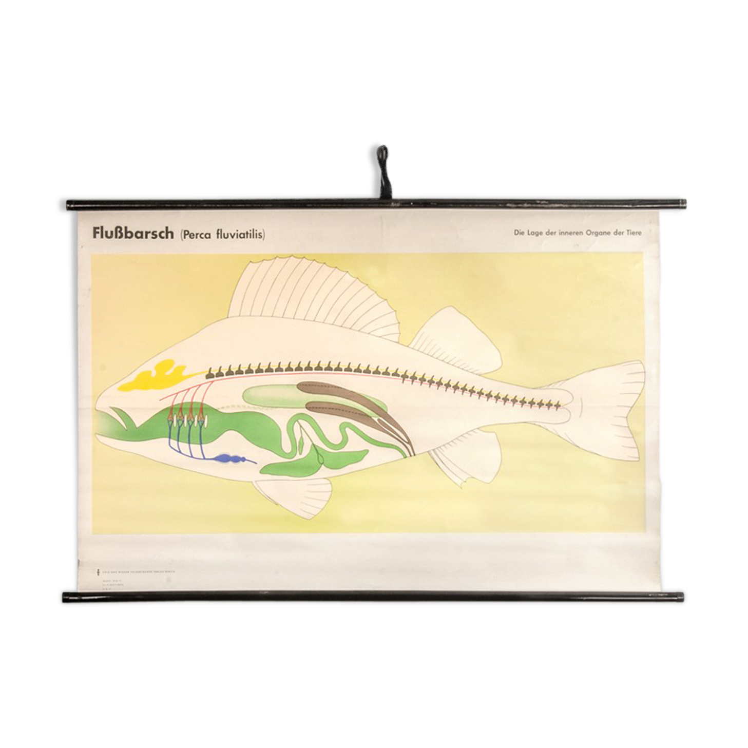 Affiche allemande de biologie marine par Volk Und Wissen Volkseigener Verlag