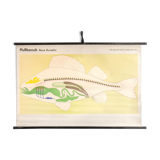 Affiche allemande de biologie marine par Volk Und Wissen Volkseigener Verlag