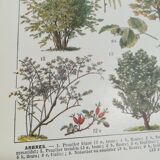Lithograph on trees from 1928 "poplar"