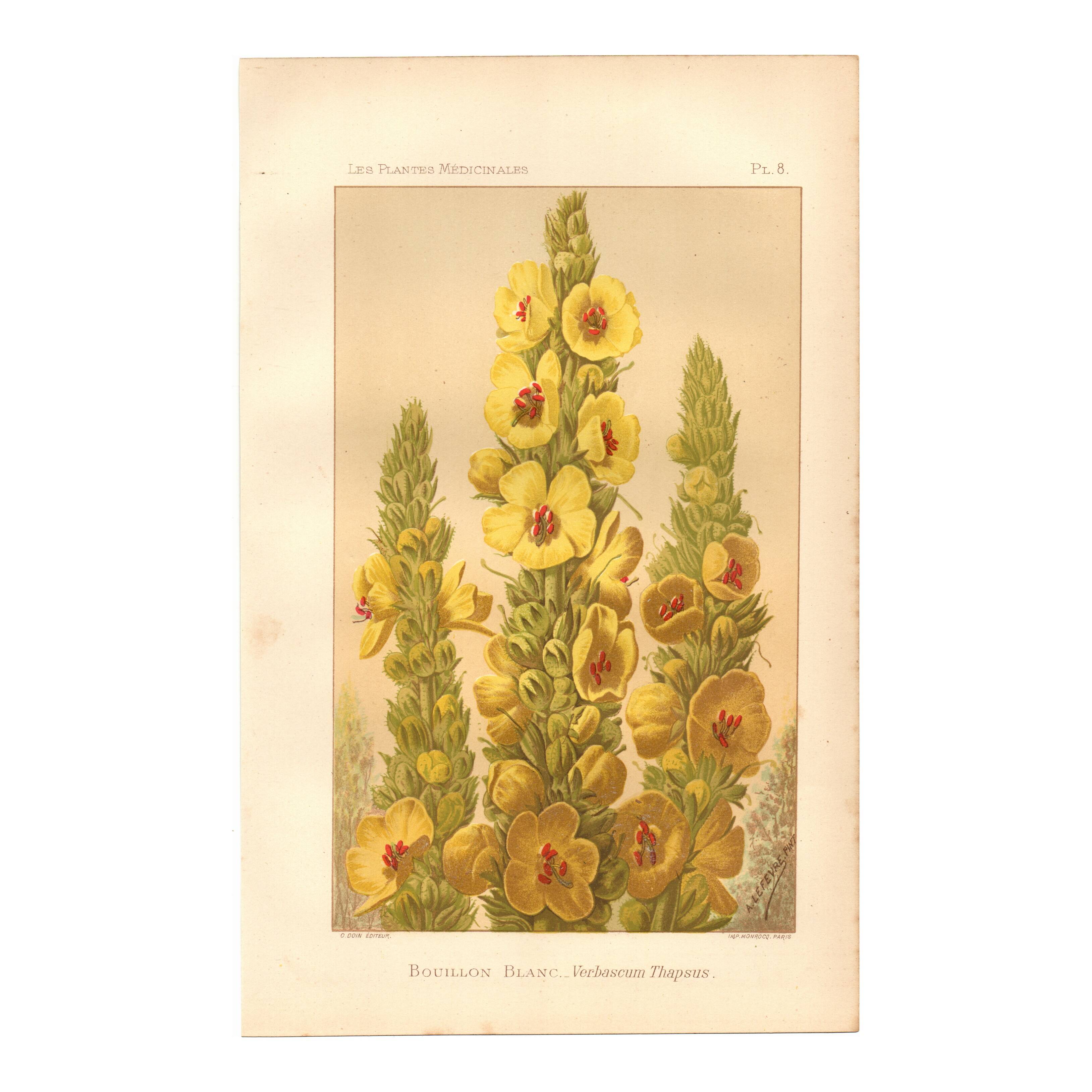 Antique engraving, 1889 - Mullein flower by Lefevre. Botanical plate