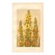 Antique engraving, 1889 - Mullein flower by Lefevre. Botanical plate