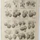 Gravure ancienne • Fraises et Fraisiers • Affiche originale de 1922