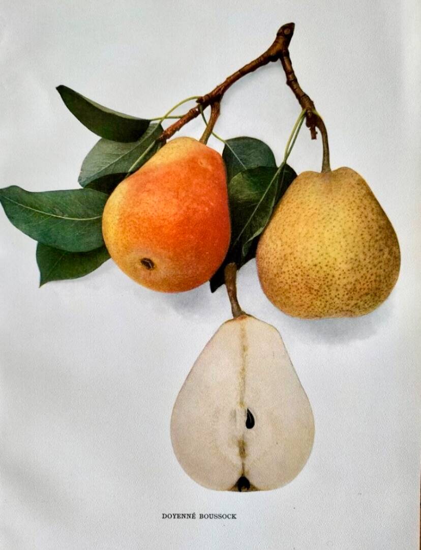 American botanical plate under glass