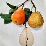 American botanical plate under glass