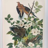 Planche oiseaux de J.J. Audubon - Tourterelle - 🐦 Illustration zoologique et ornithologique