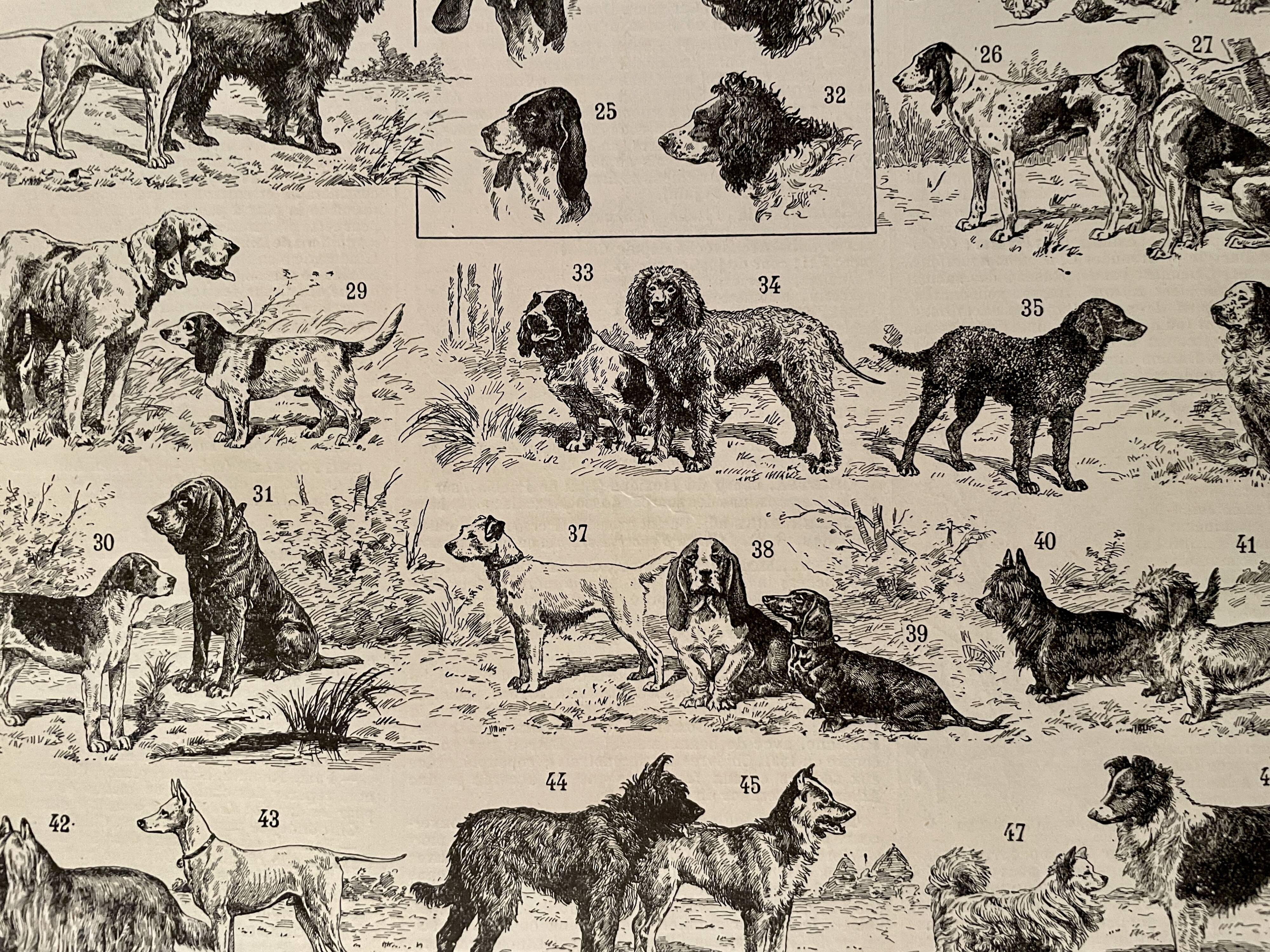 Lithograph engraving on dogs - 1900
