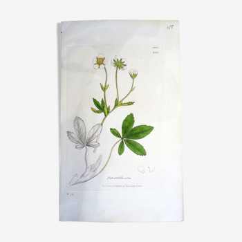 Gravure botanique, Potentilla alba, Sowerby, 1808, 22 x 13 cm