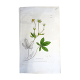 Botanical engraving, Potentilla alba, Sowerby, 1808, 22 x 13 cm