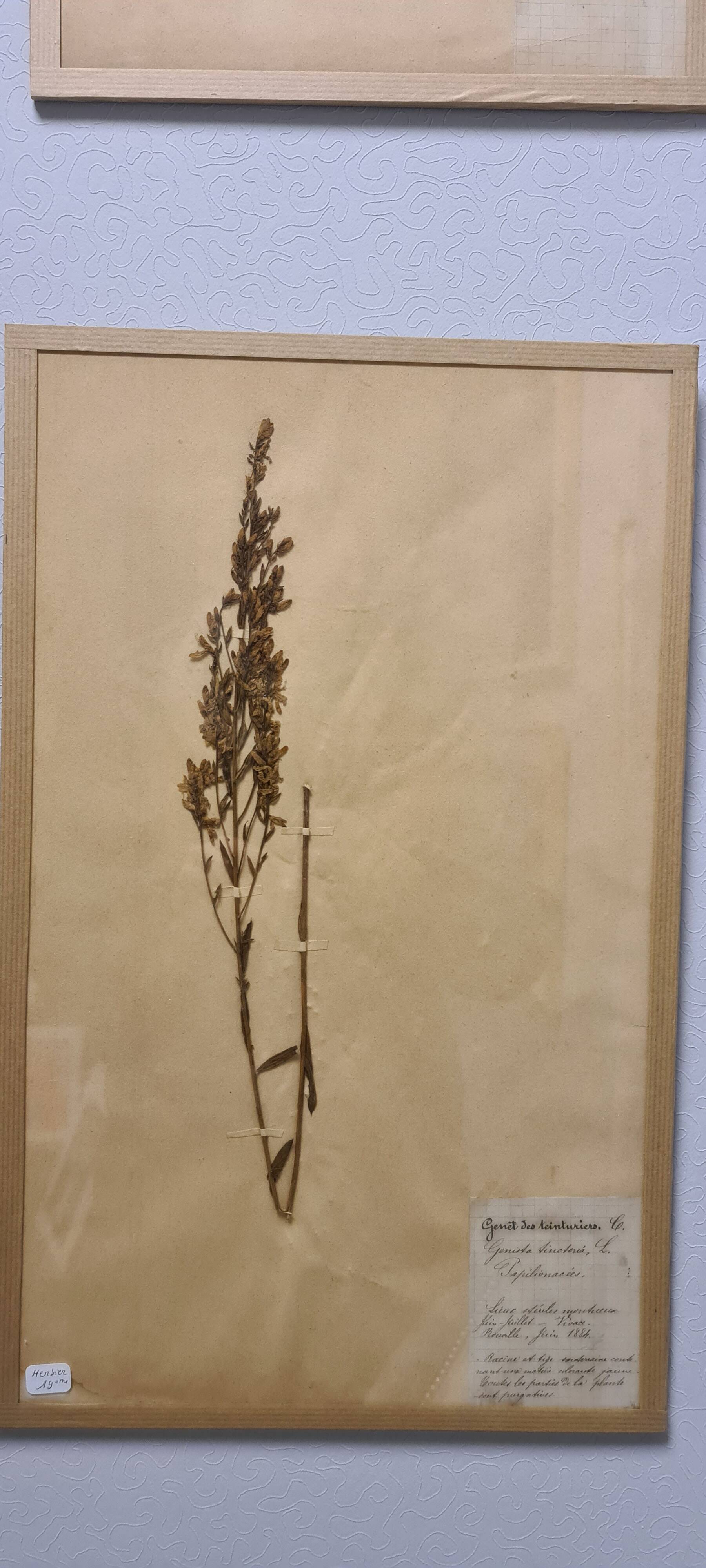 Herbier, 19th