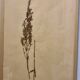 Herbier, 19th