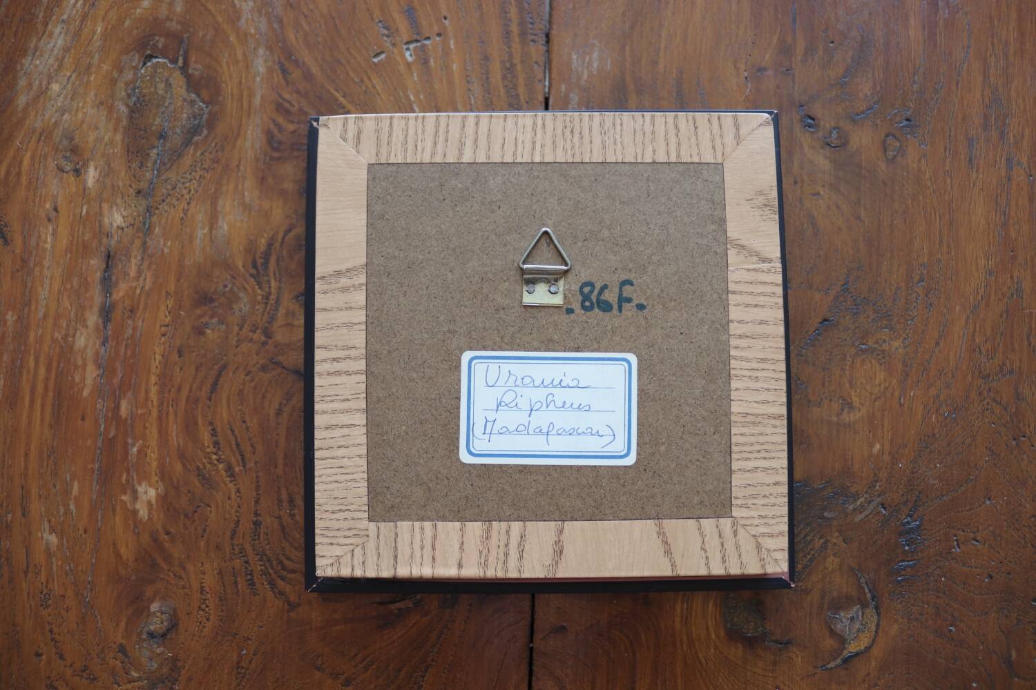 Vintage naturalized butterfly frame