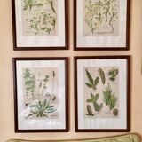 Set of 4 framed botanical posters