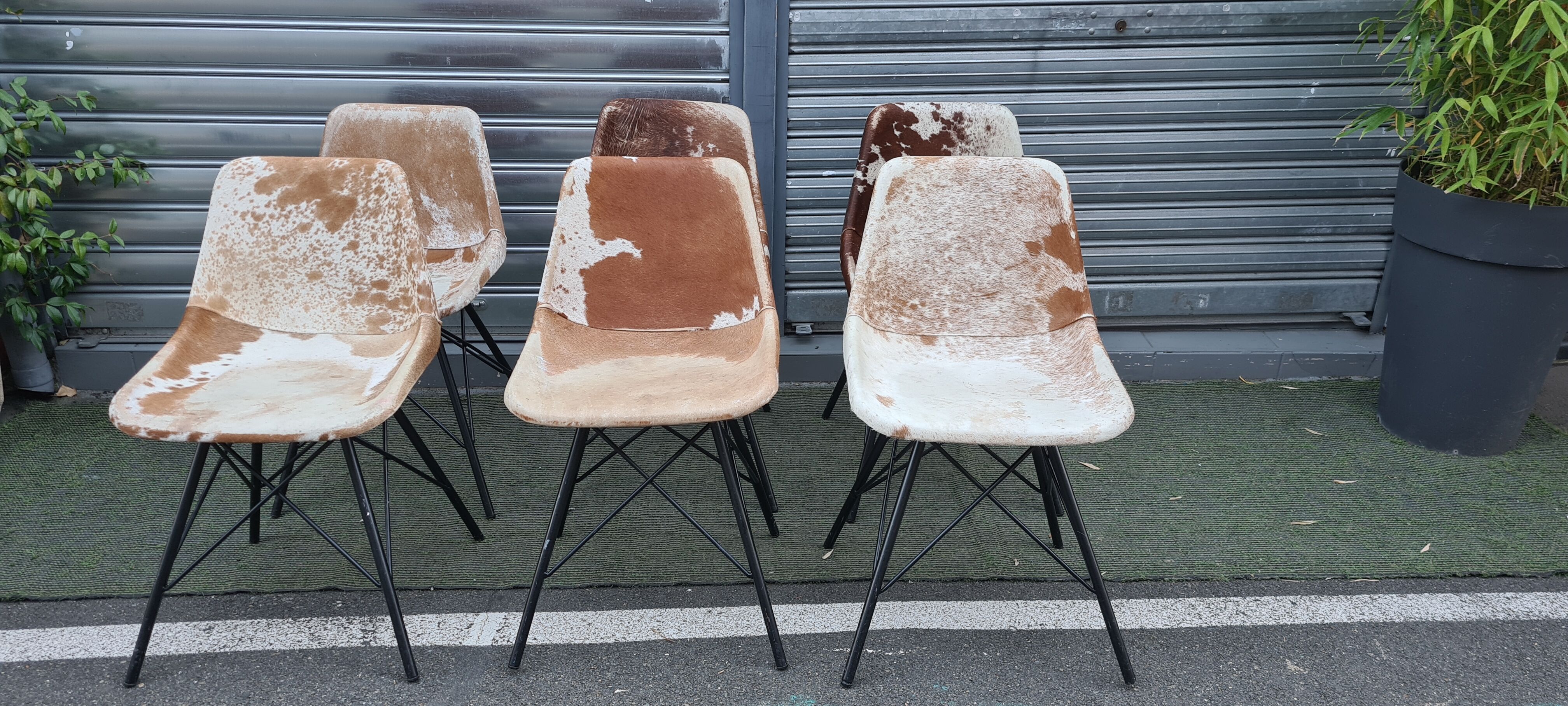 Sete of 6 cow haid chairs