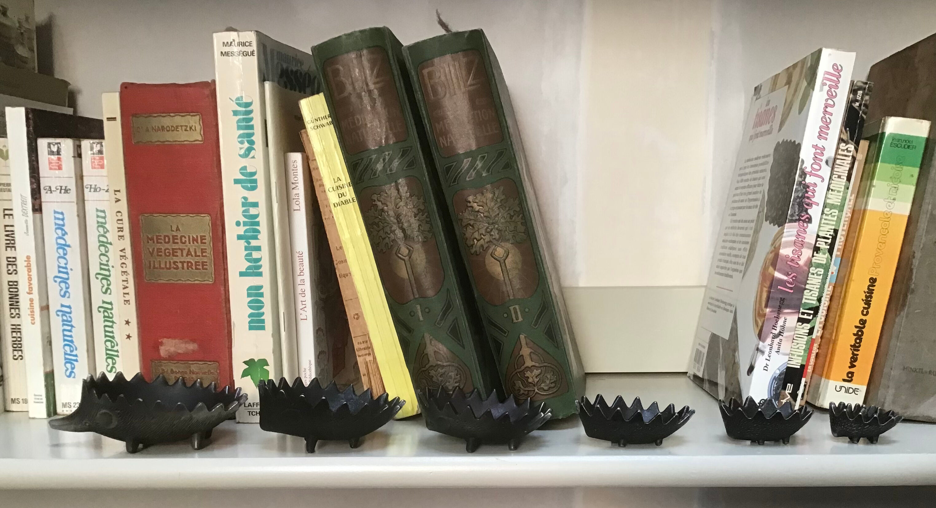 Family of 6 hedgehogs to adopt after Walter Bosse