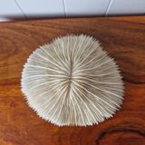 Beautiful sized 70s white coral, shell