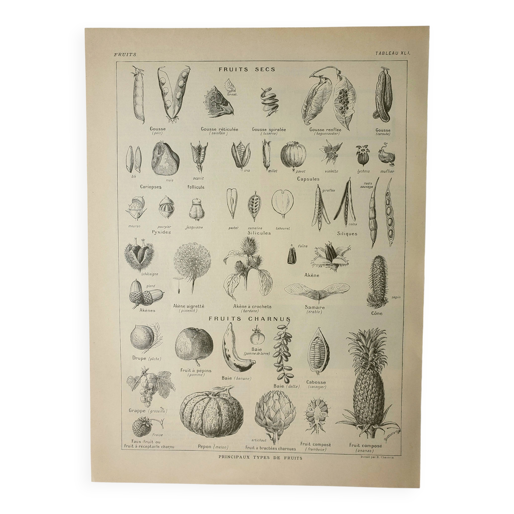 Antique engraving 1922, Fruits and seeds, types, dry, fleshy • Lithograph, original illustration