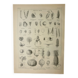 Gravure ancienne 1922, Fruits et graines, types, secs, charnus • Lithographie, illustration original