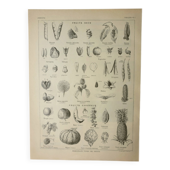 Gravure ancienne 1922, Fruits et graines, types, secs, charnus • Lithographie, illustration original