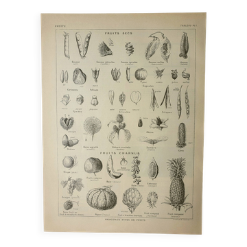 Gravure ancienne 1922, Fruits et graines, types, secs, charnus • Lithographie, illustration original