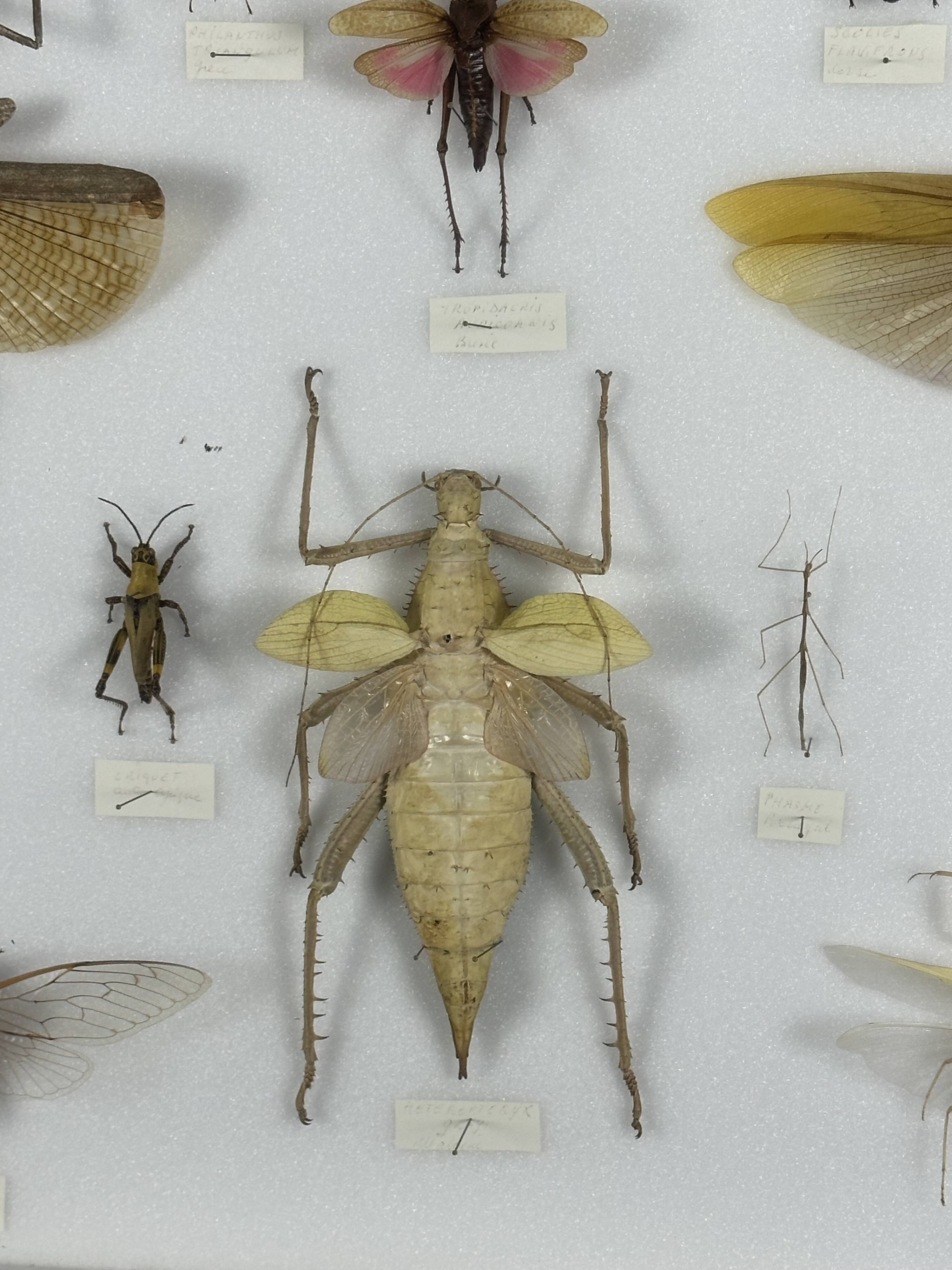 Old entomological insect frame 13 species