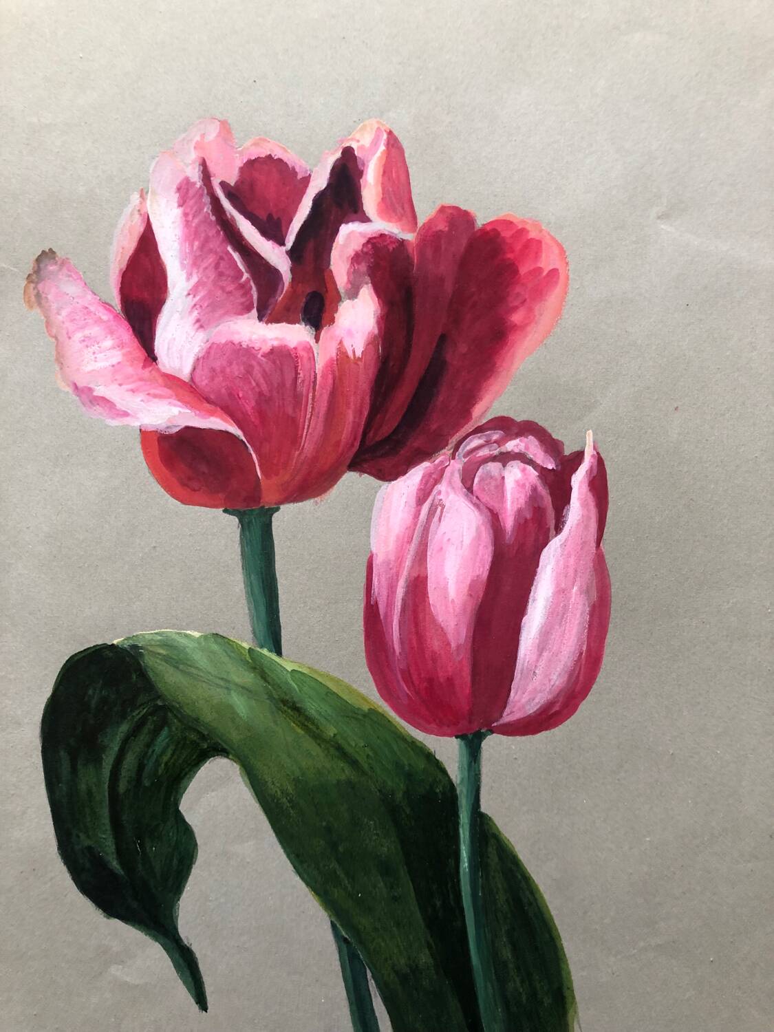 Old tulip drawing