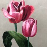 Old tulip drawing