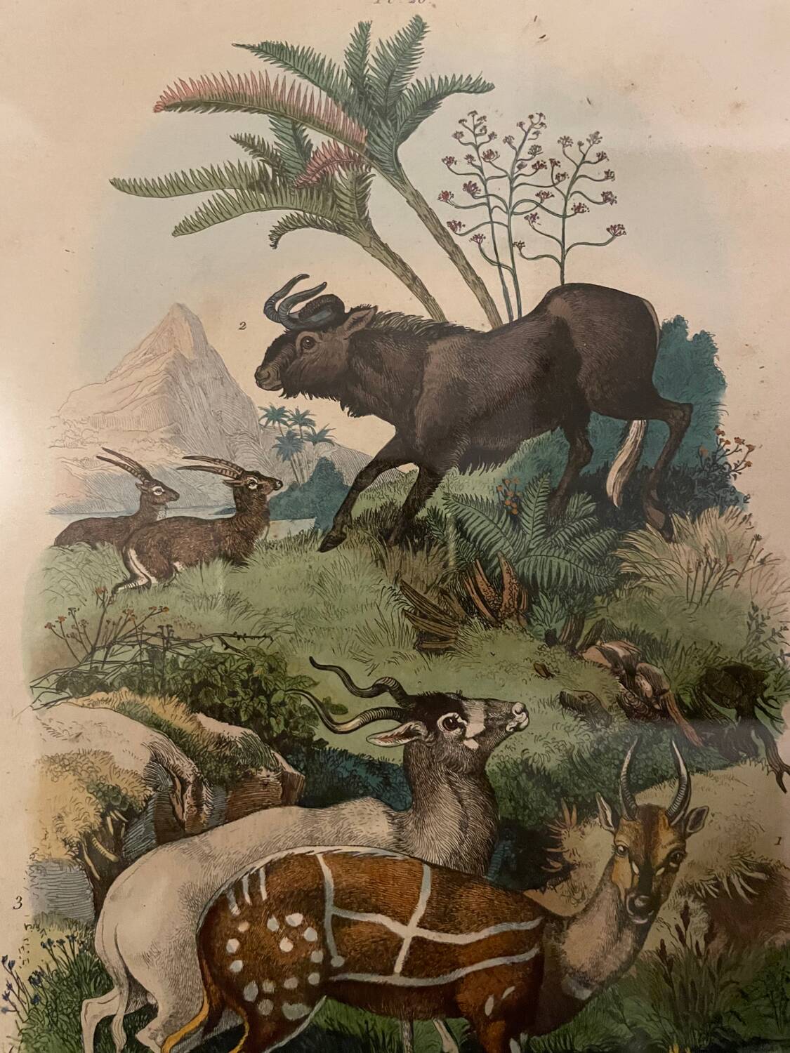 Old engraving painting of antelopes Guérin 1838