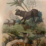 Tableau ancienne gravure antilopes Guérin 1838