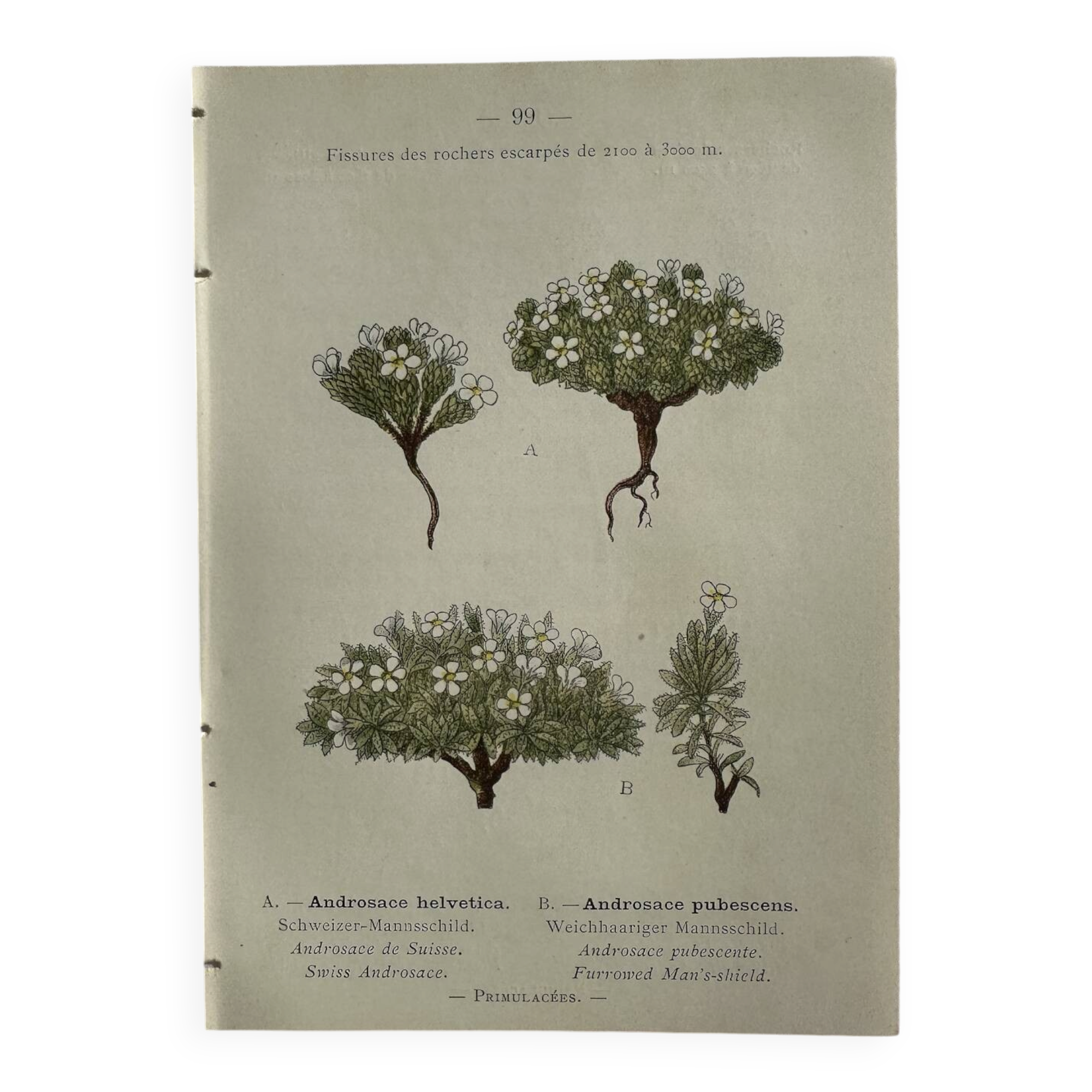Naturalist Plate – 19th Century Botanical Engraving, Double-Sided
