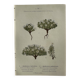 Naturalist Plate – 19th Century Botanical Engraving, Double-Sided