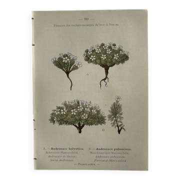 Planche Naturaliste – Gravure botanique ancienne 19eme  recto verso