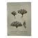 Naturalist Plate – 19th Century Botanical Engraving, Double-Sided