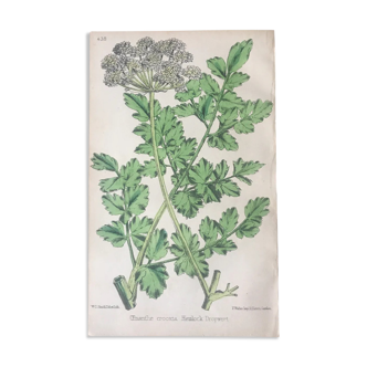 Genuine ancient botanical poster
