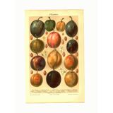 Botanical engraving from 1904 - Plums - Orchard fruit. Vintage lithograph.