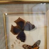 Vintage butterfly frame